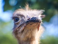 ostrich