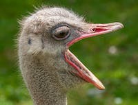 ostrich