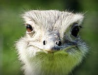 ostrich